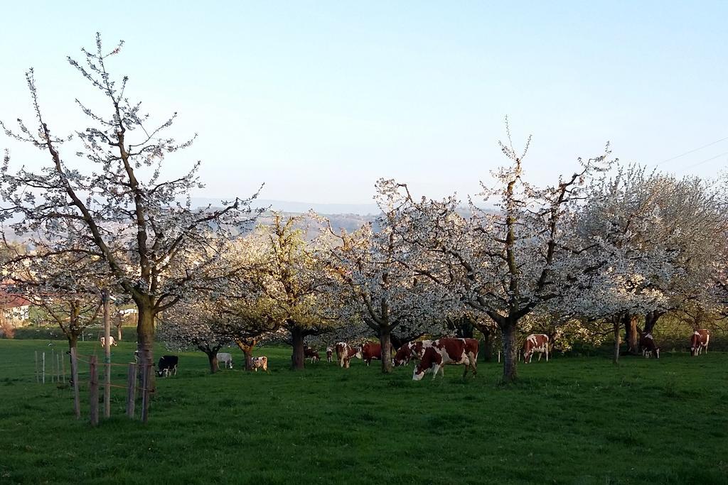 穆尔滕Hof Oberprehl公寓 外观 照片